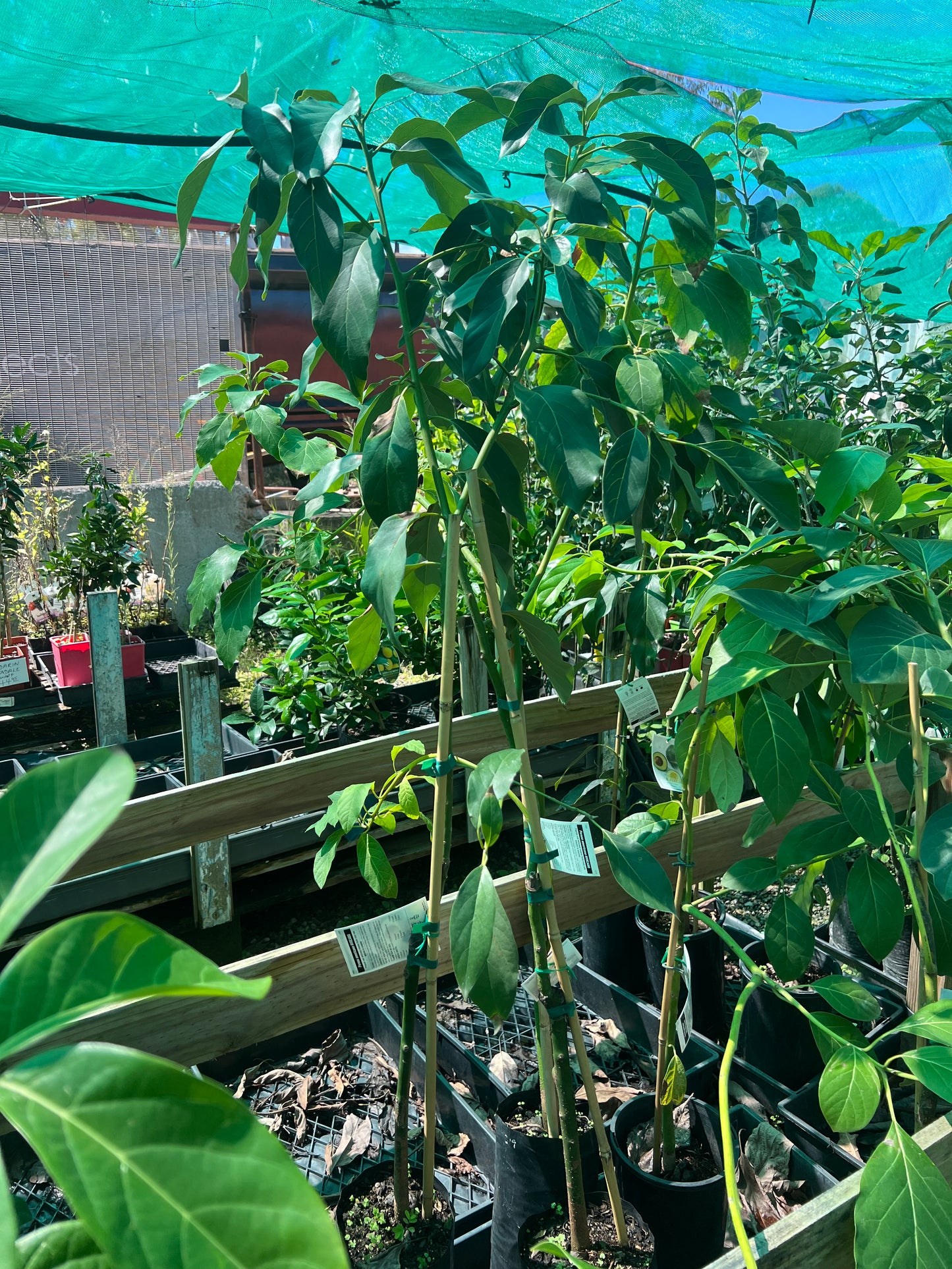 Avocado - Sharpe (Type A)