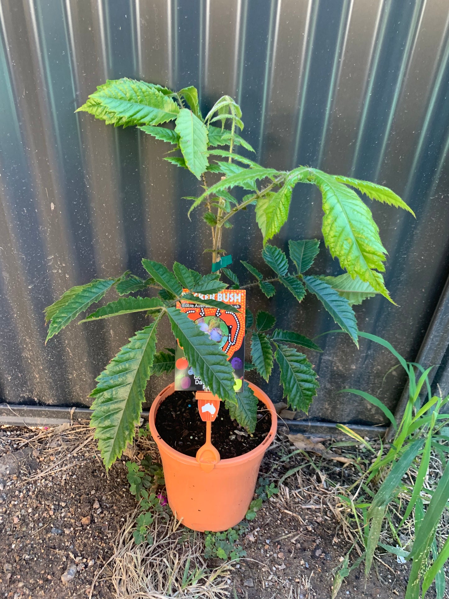 QLD Davidson plum