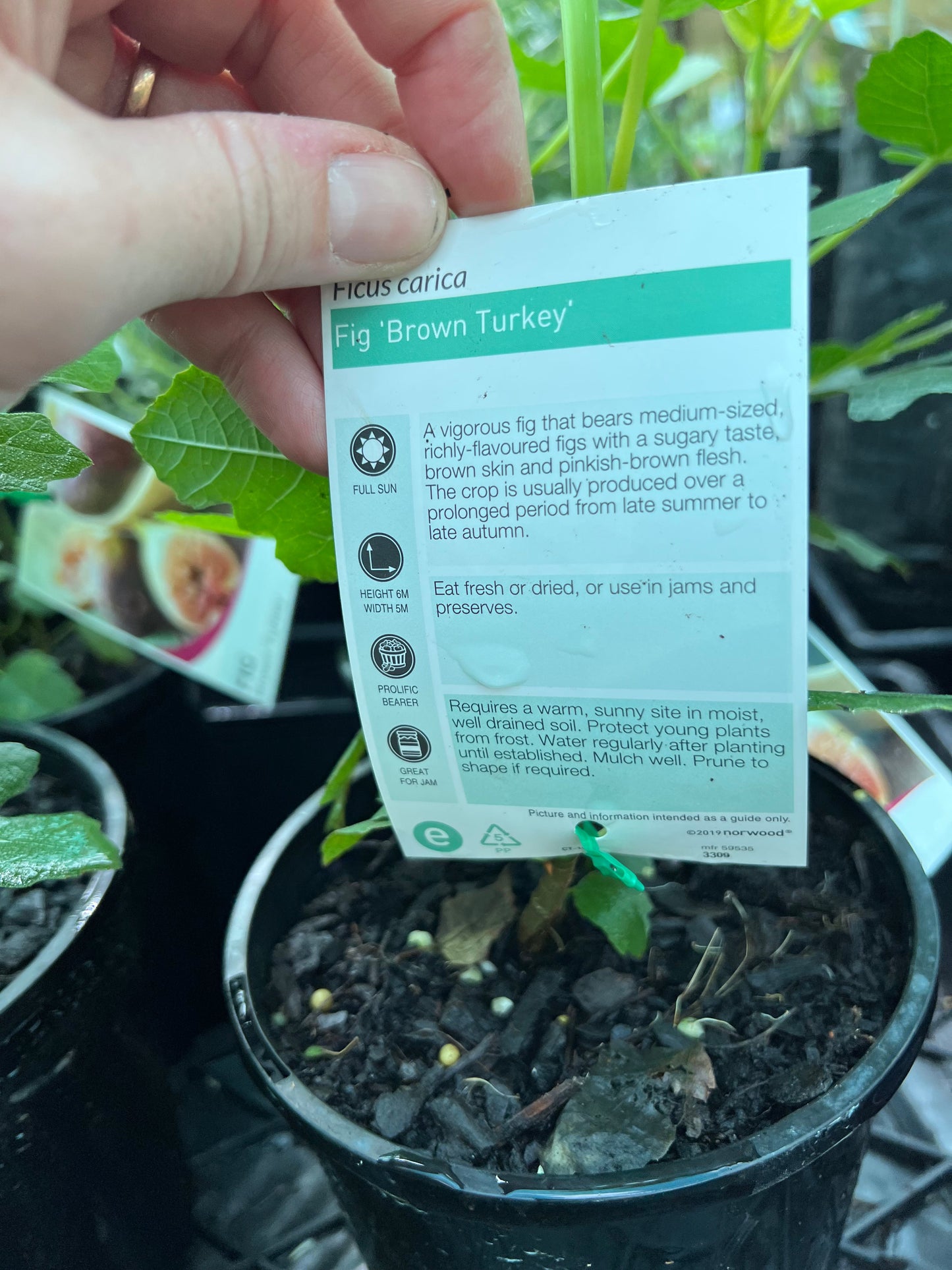 Fig - Brown Turkey