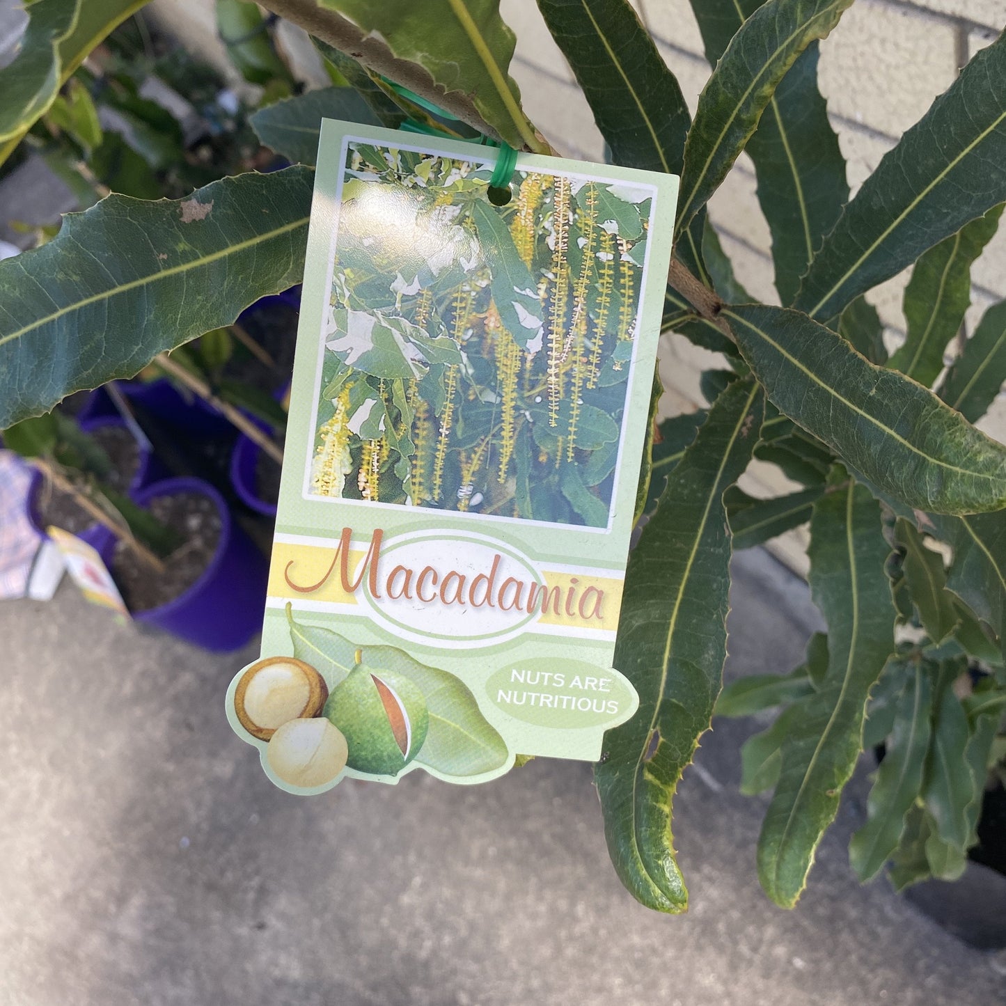 Macadamia Nut - Seedling