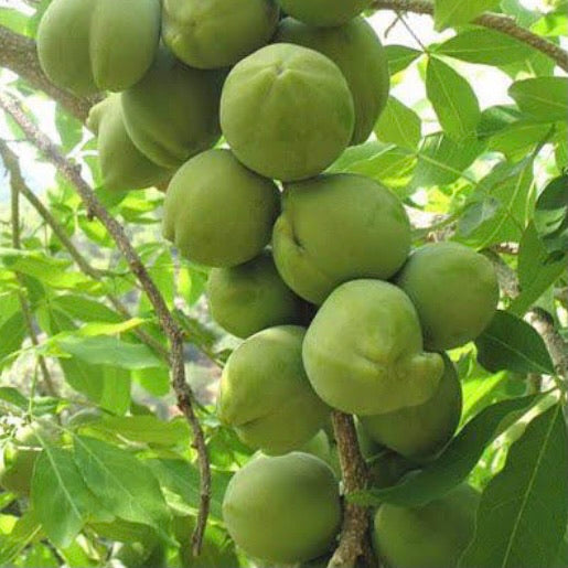 White Sapote