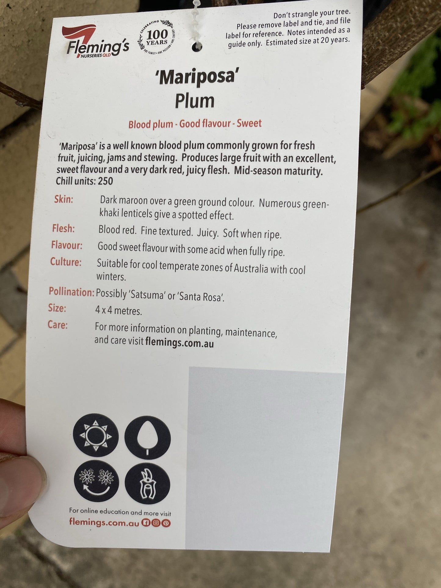 Blood Plum - Mariposa