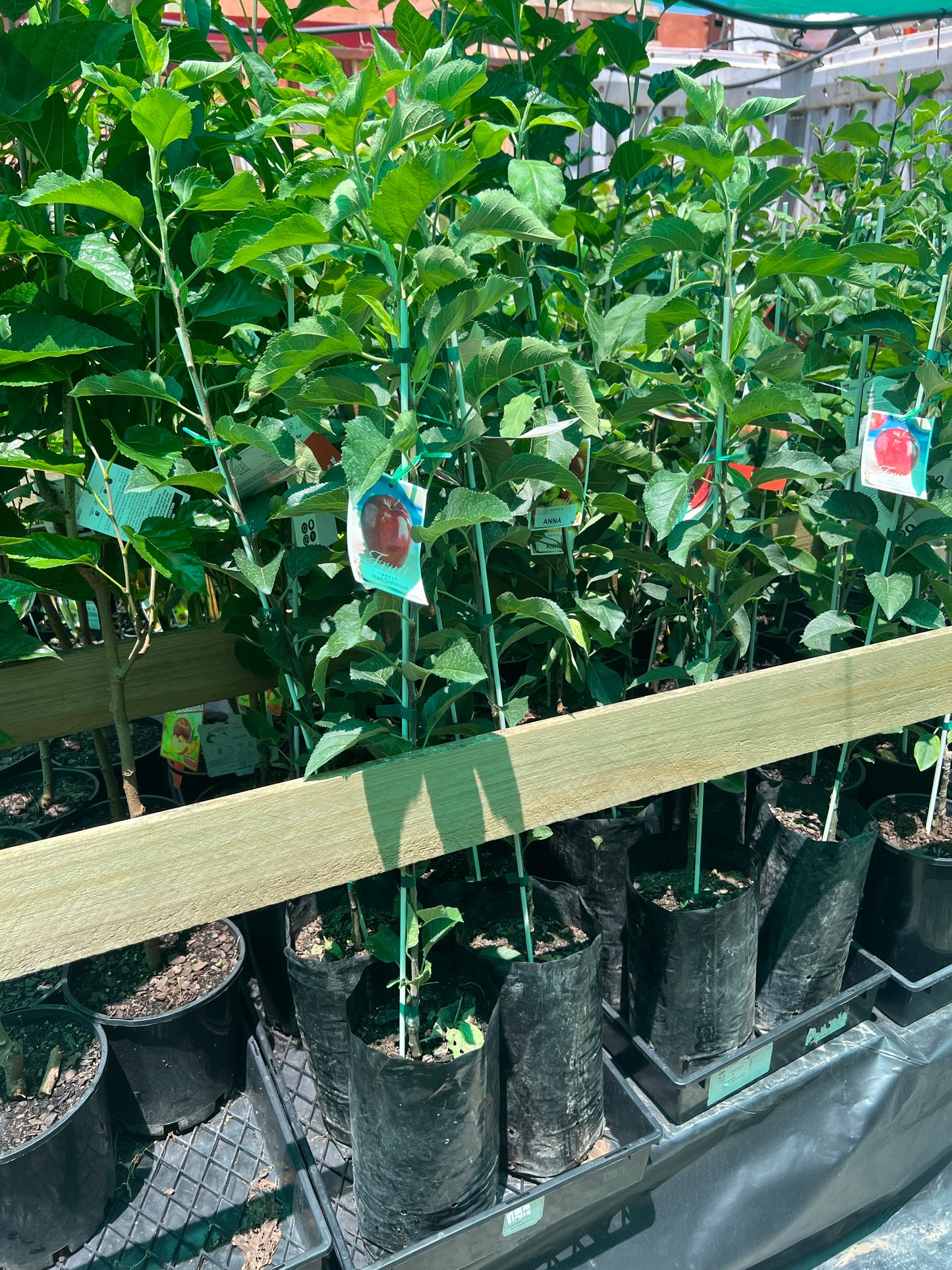 Apple - Red Delicious