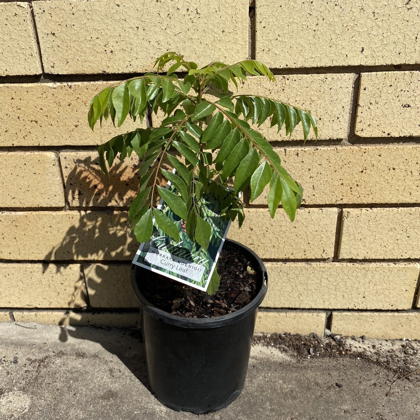 Curry Leaf