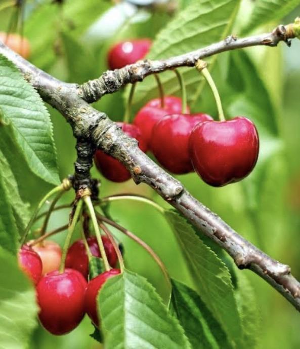 Cherry - Country Red