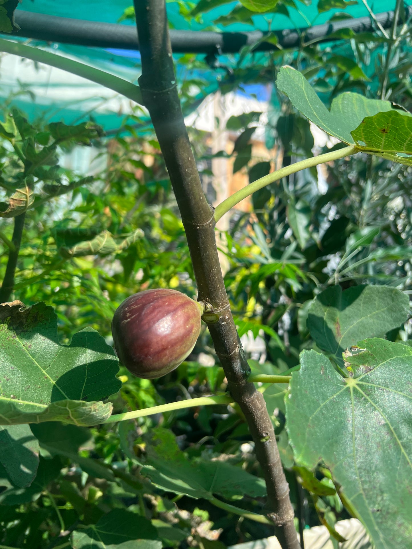 Fig - Black Genoa (Large)
