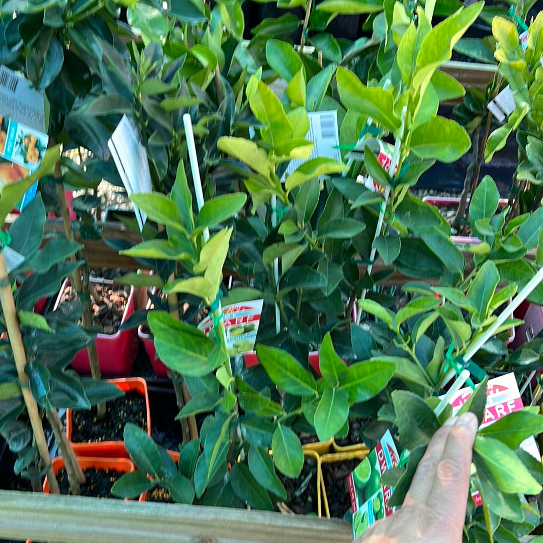 Dwarf Tahitian Lime: QLD ONLY
