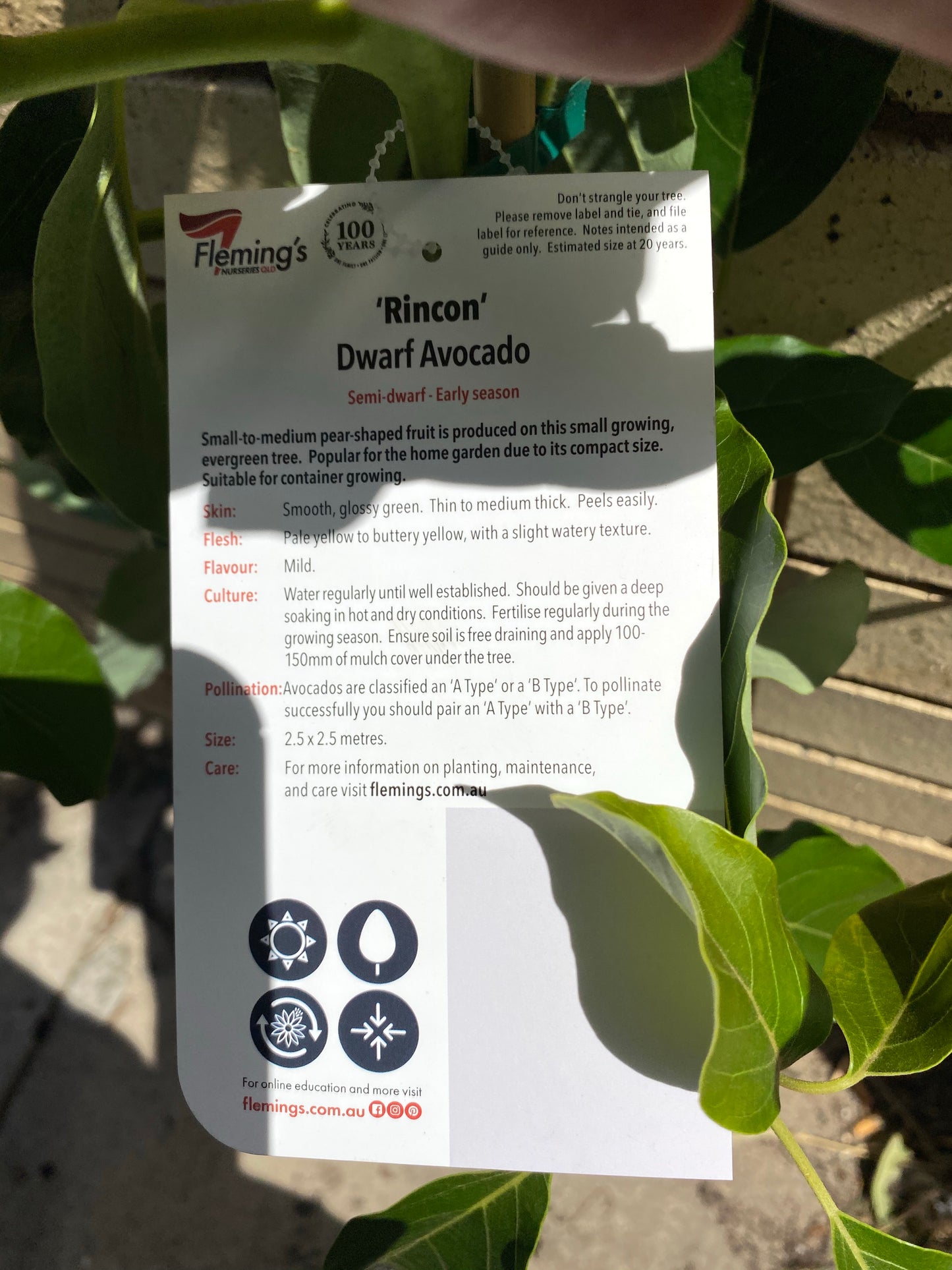 Super Dwarf Avocado- Rincon