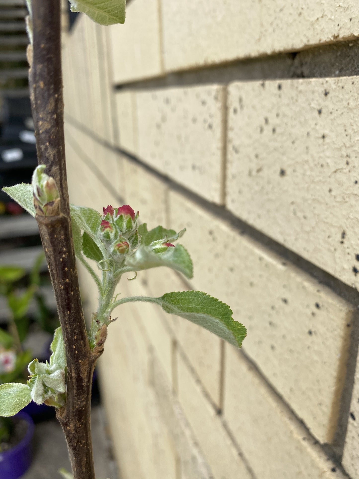 Apple - Dwarf Crimson Crisp