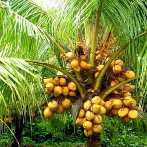 golden malayan coconut palm Dwarf Coconut