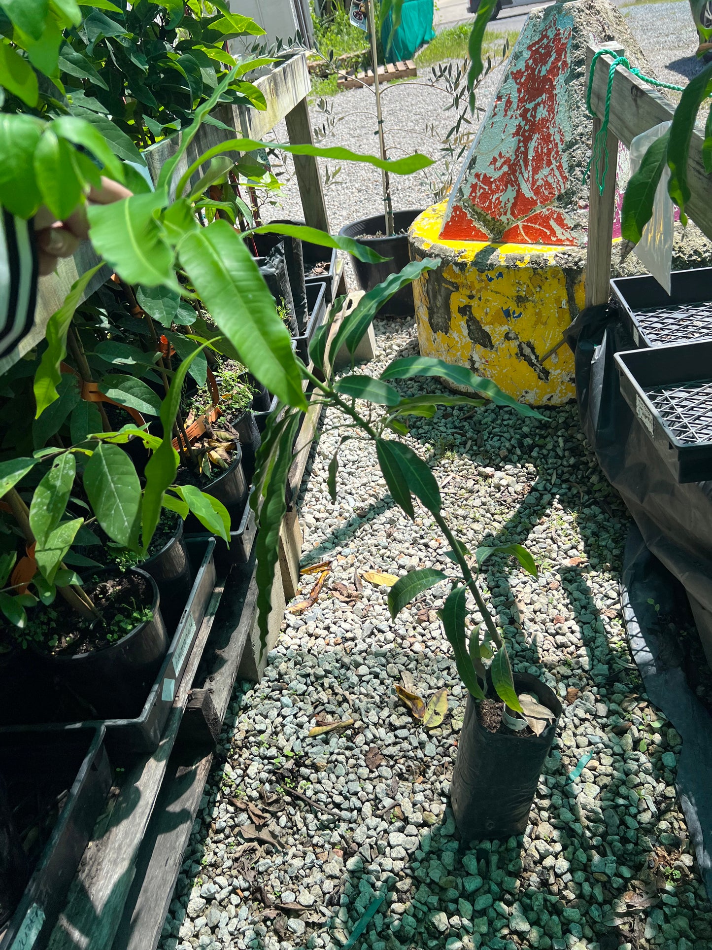 Mango - Florigon