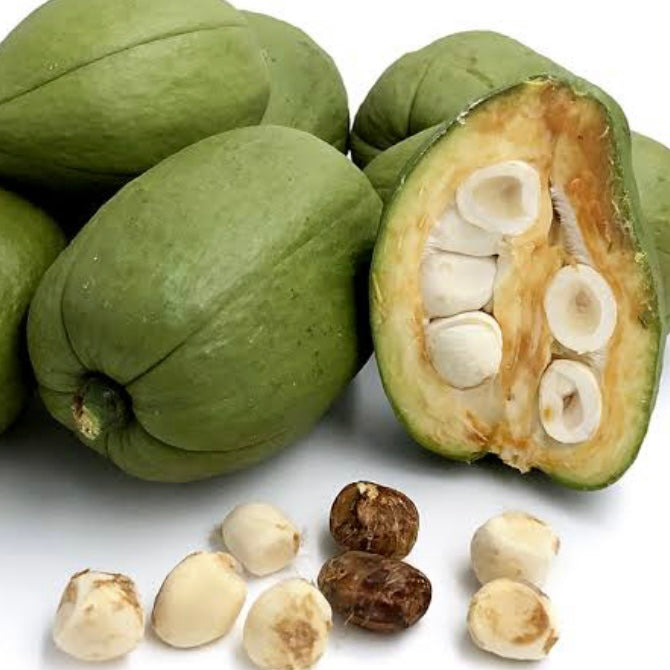 money tree fruit Malabar Chestnut / Saba Nut / Money Tree – Fruitopia Nursery