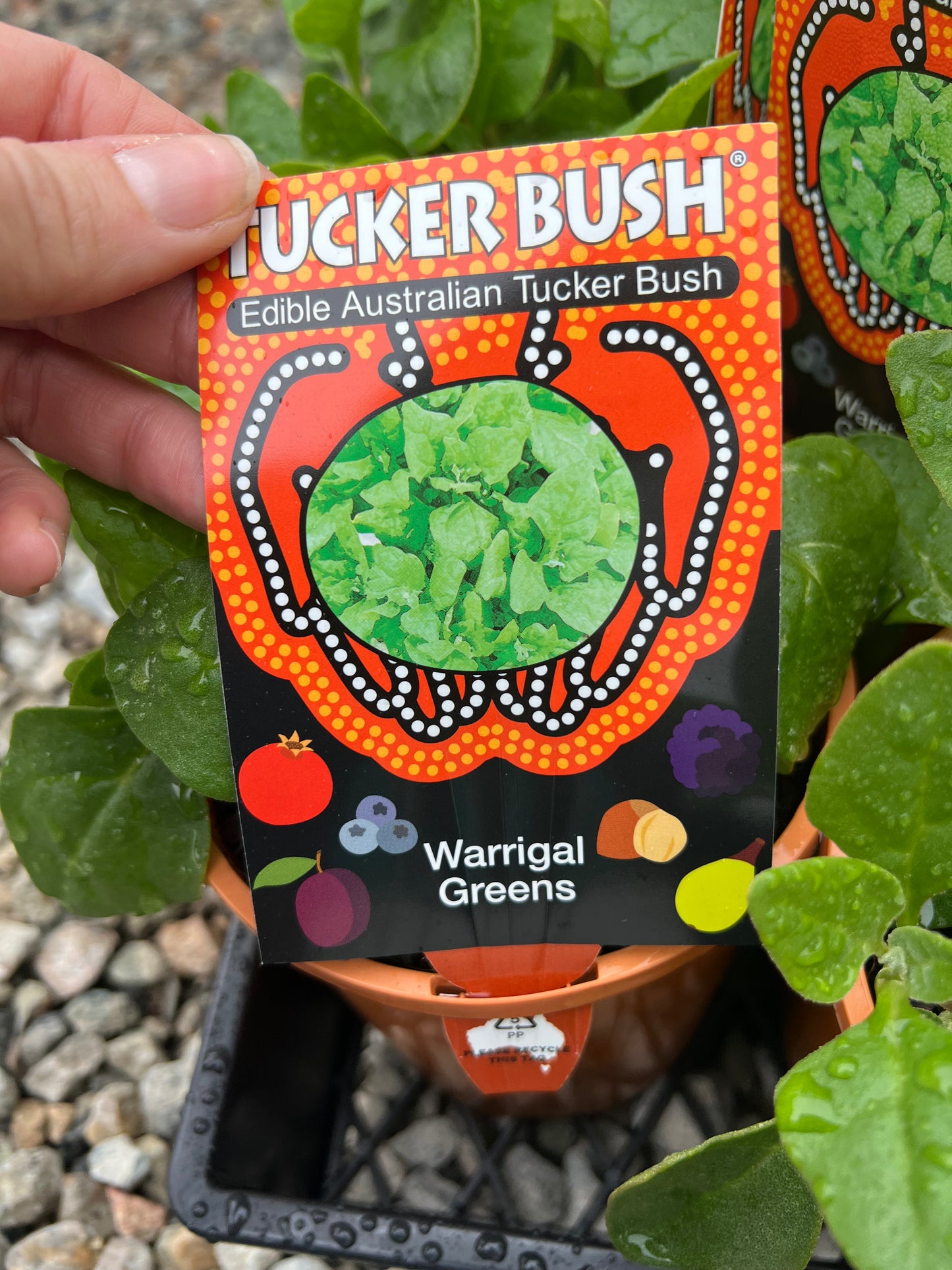 Warrigal Greens