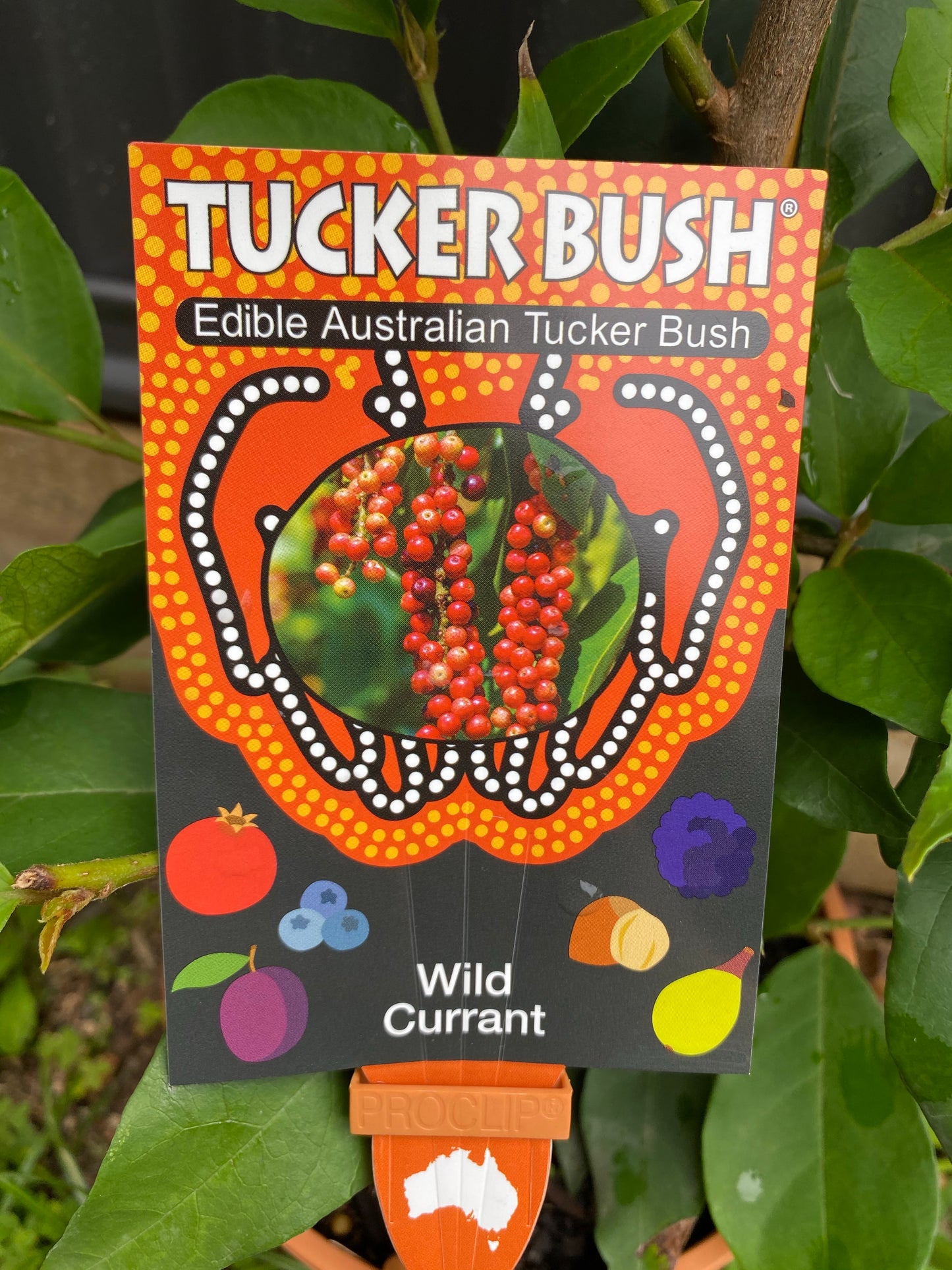Wild Currant