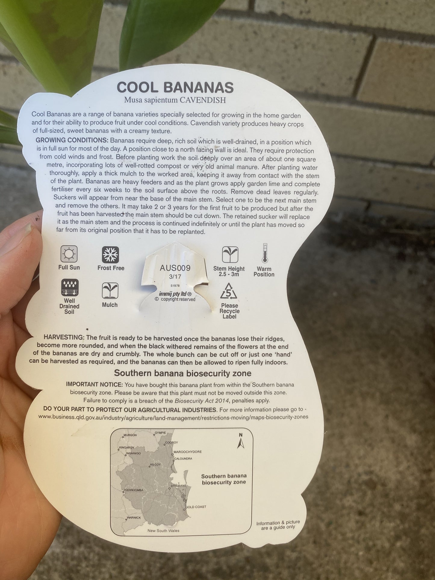 Banana - Cavendish SOUTH EAST QLD ONLY