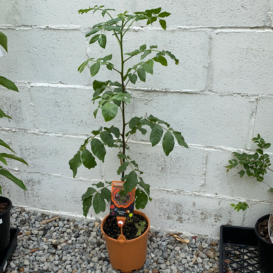 Burdekin Plum