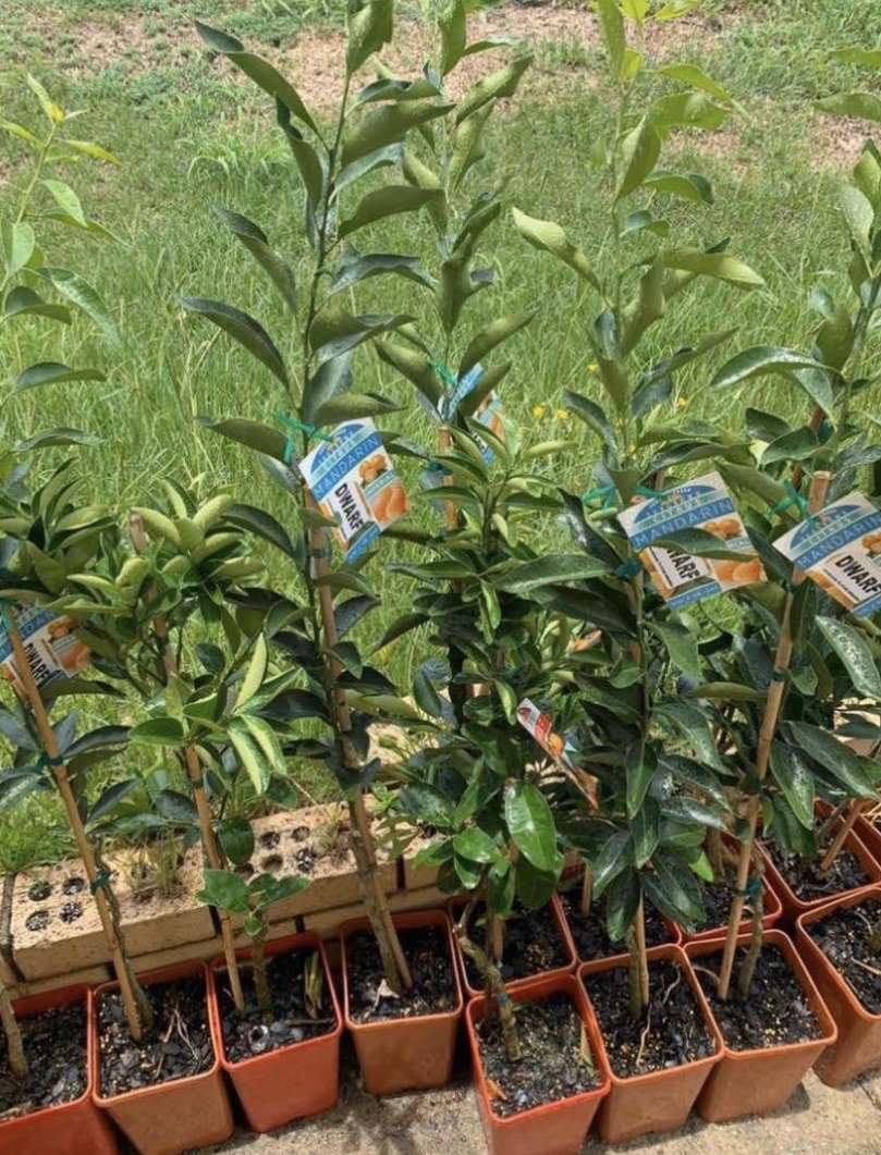 Dwarf Mandarin - Imperial: QLD ONLY