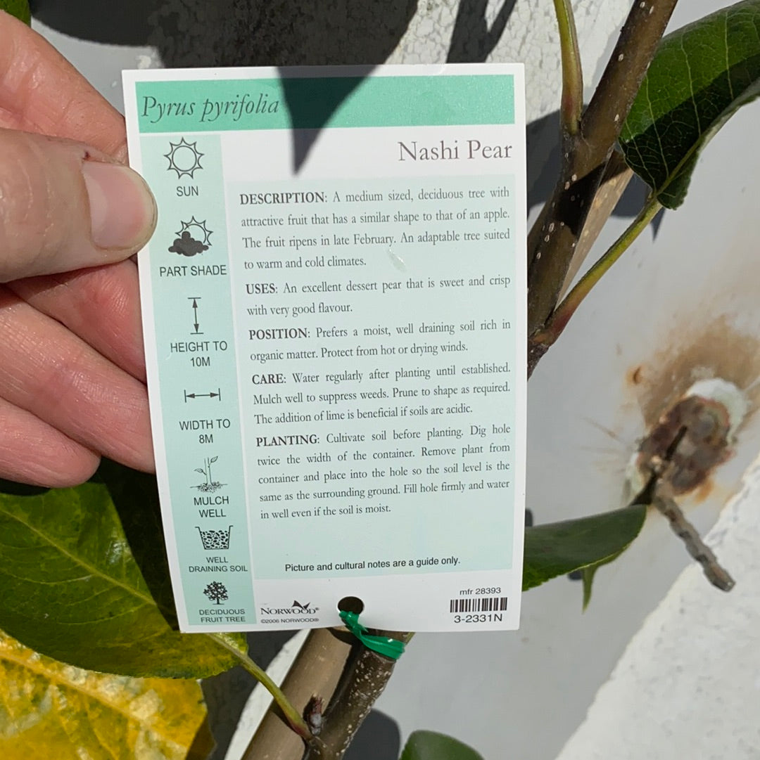 Nashi Pear - Country Wide