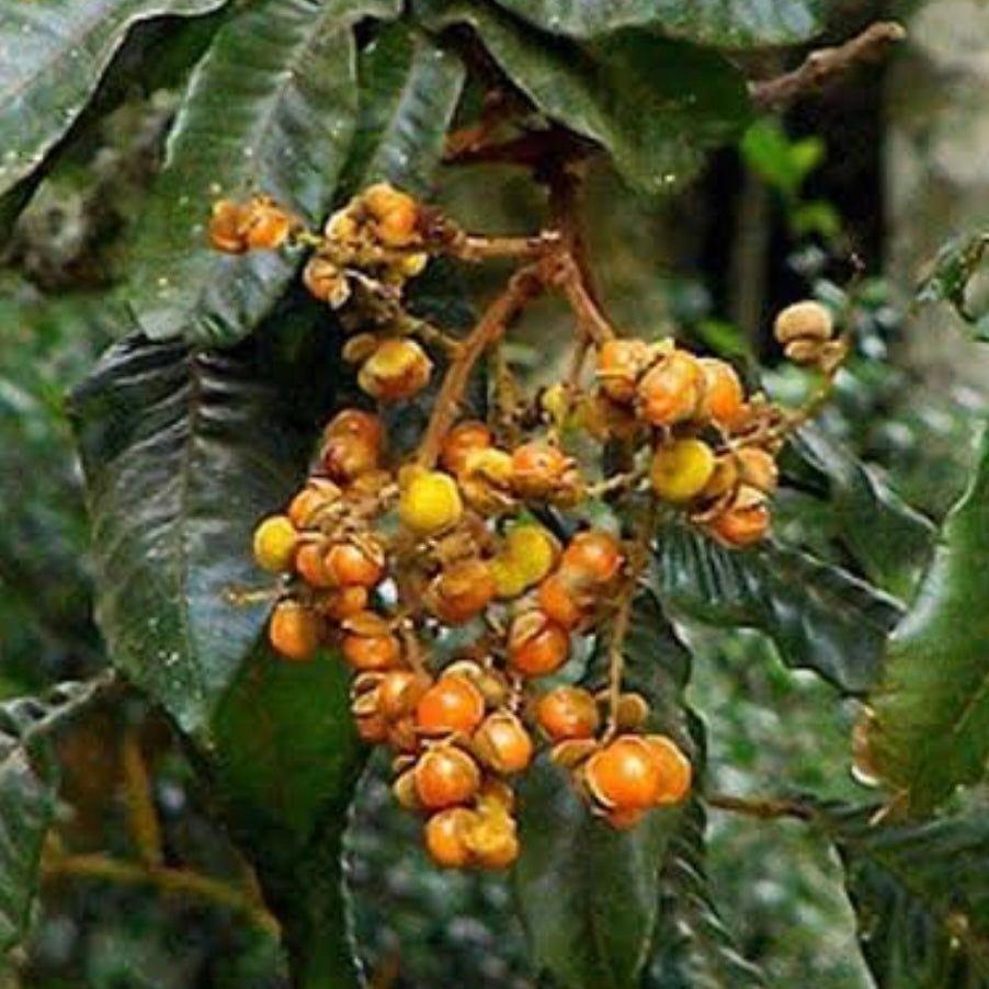 Tamarind - Large Leaf