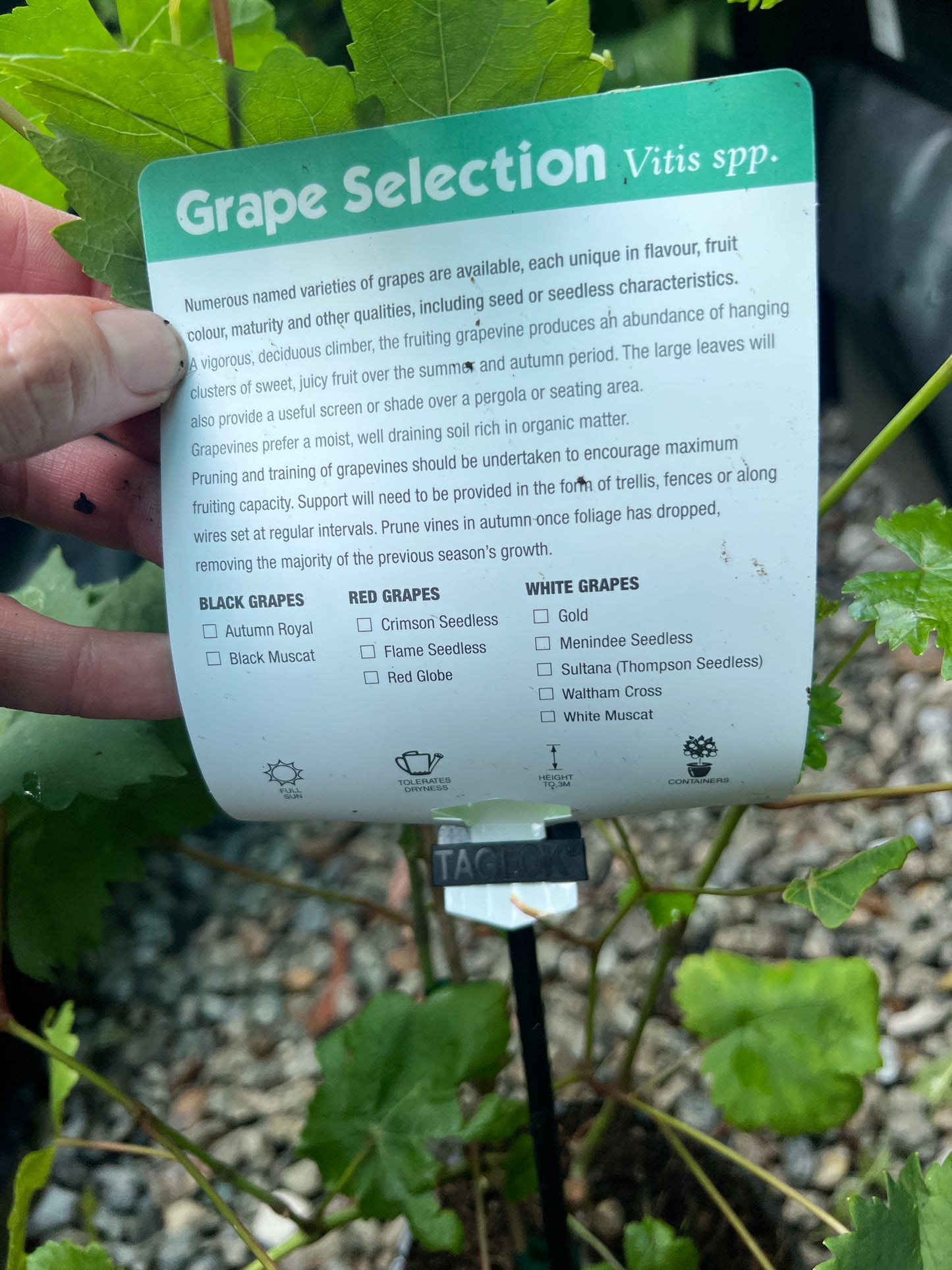 Grapes - Red Globe