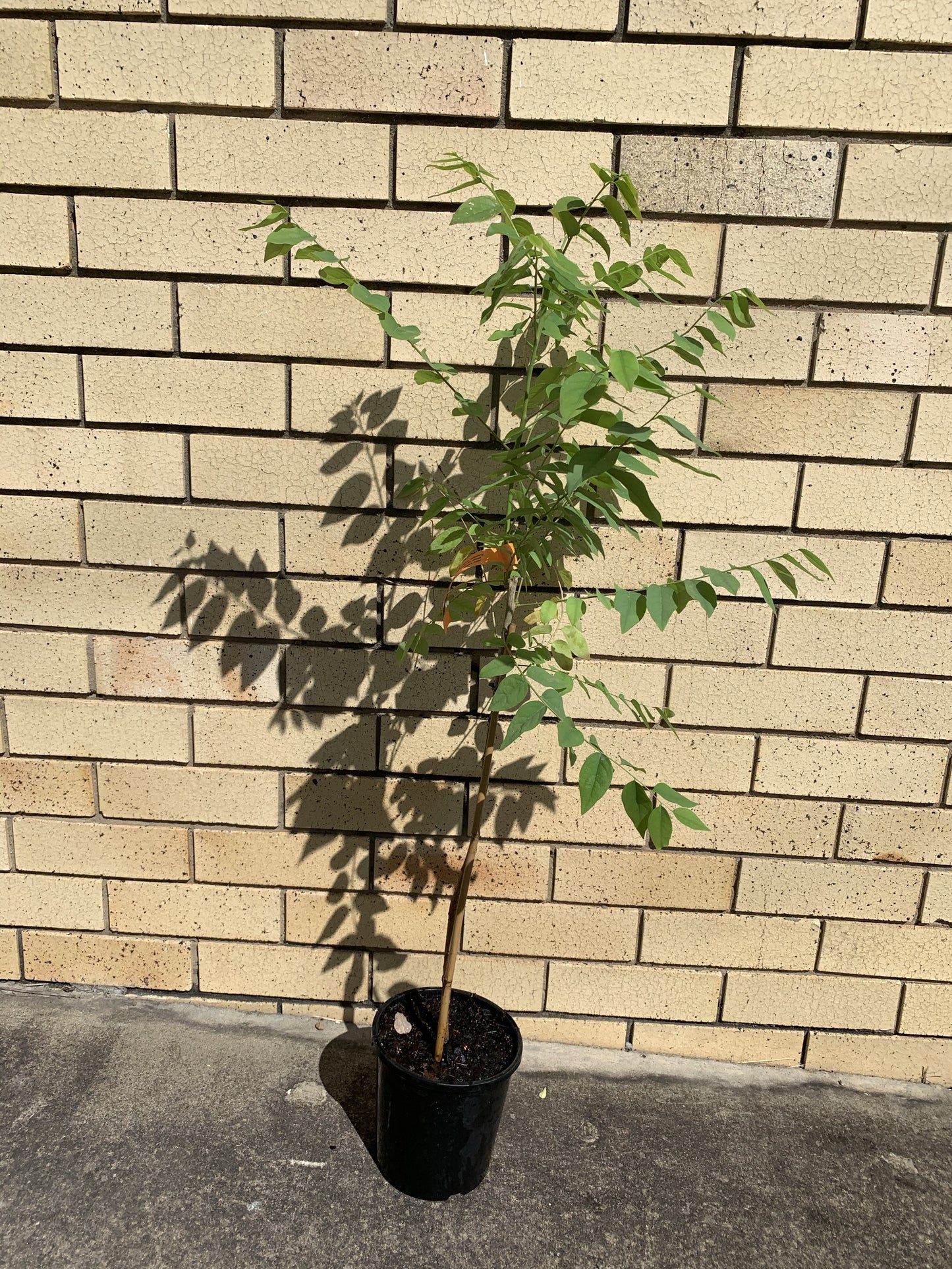 Star Gooseberry Tree