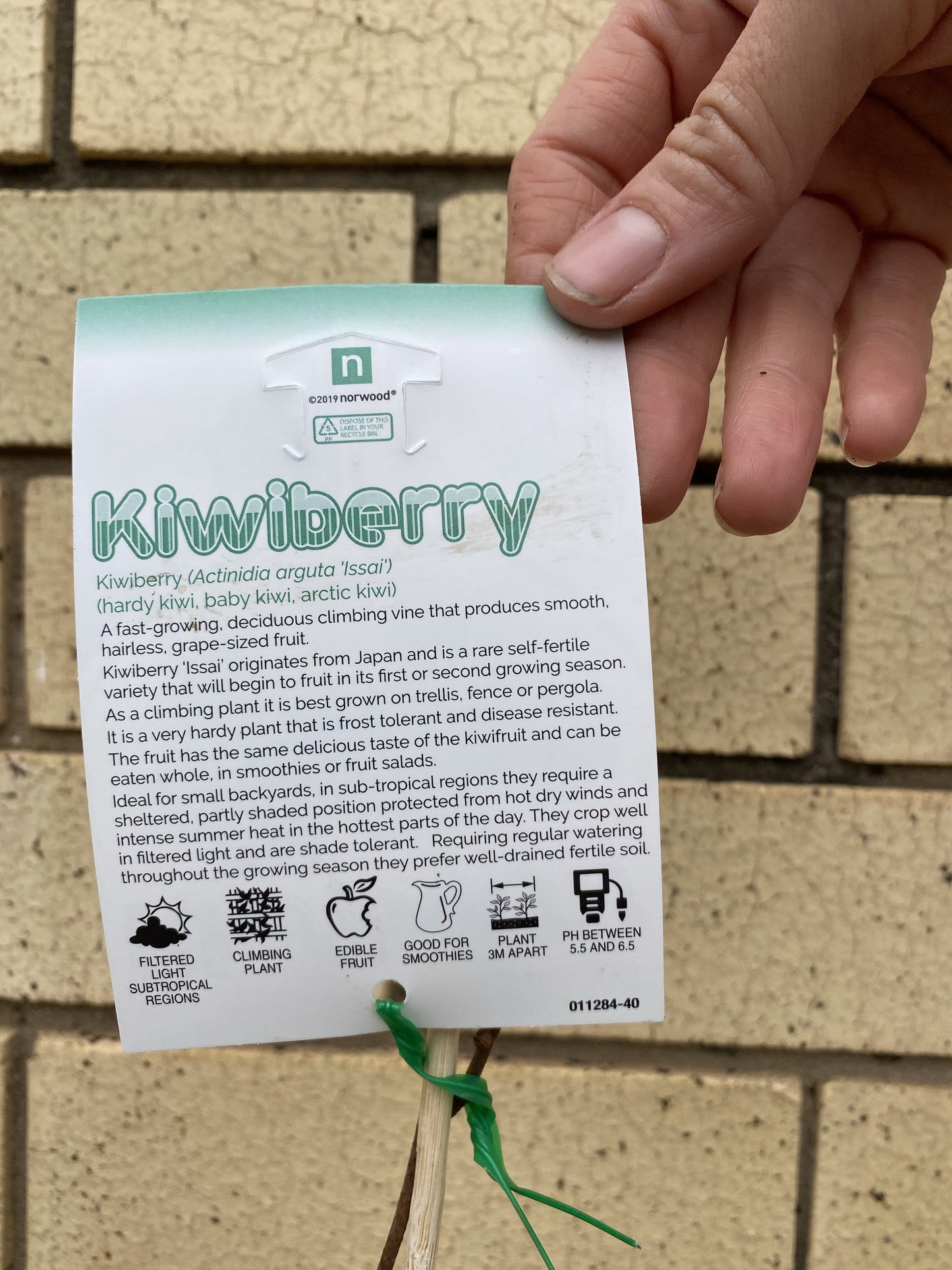 Kiwiberry