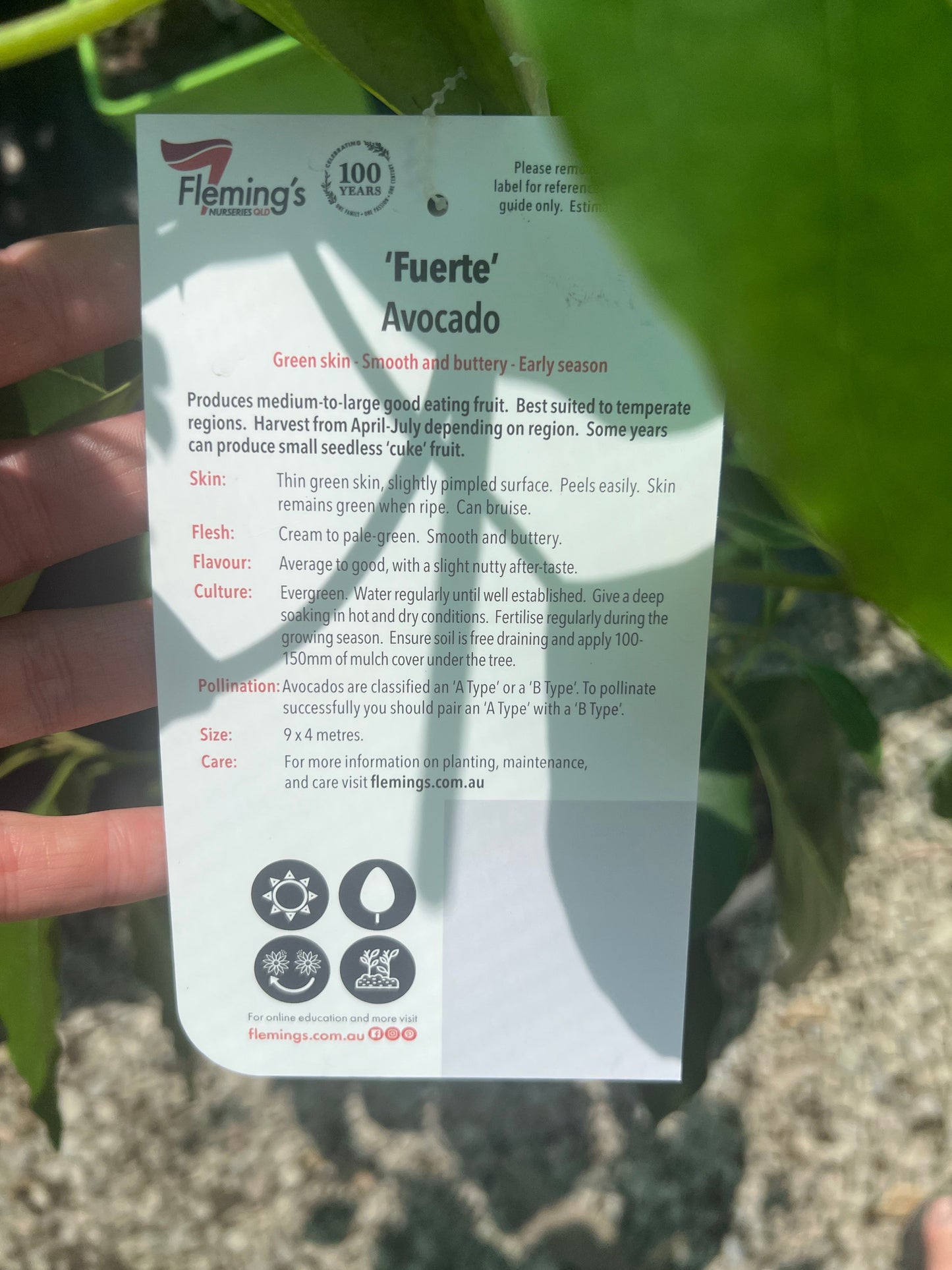 Avocado - Fuerte SMALL