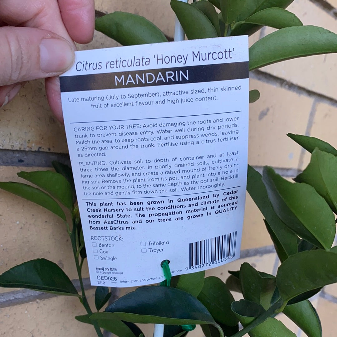 Mandarin - Afourer RESTRICTED TO QLD