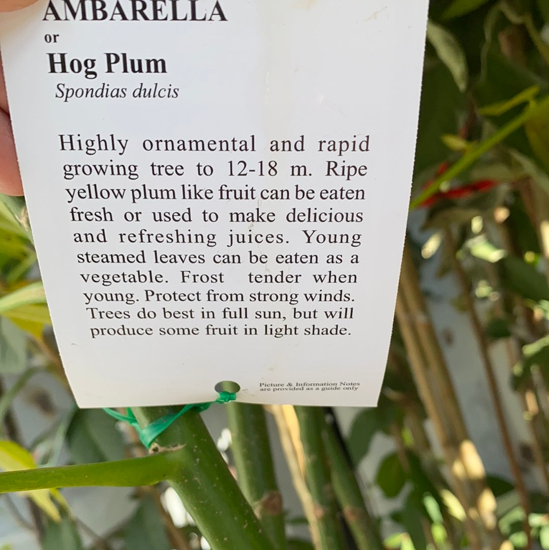 Hog Plum / Ambarella