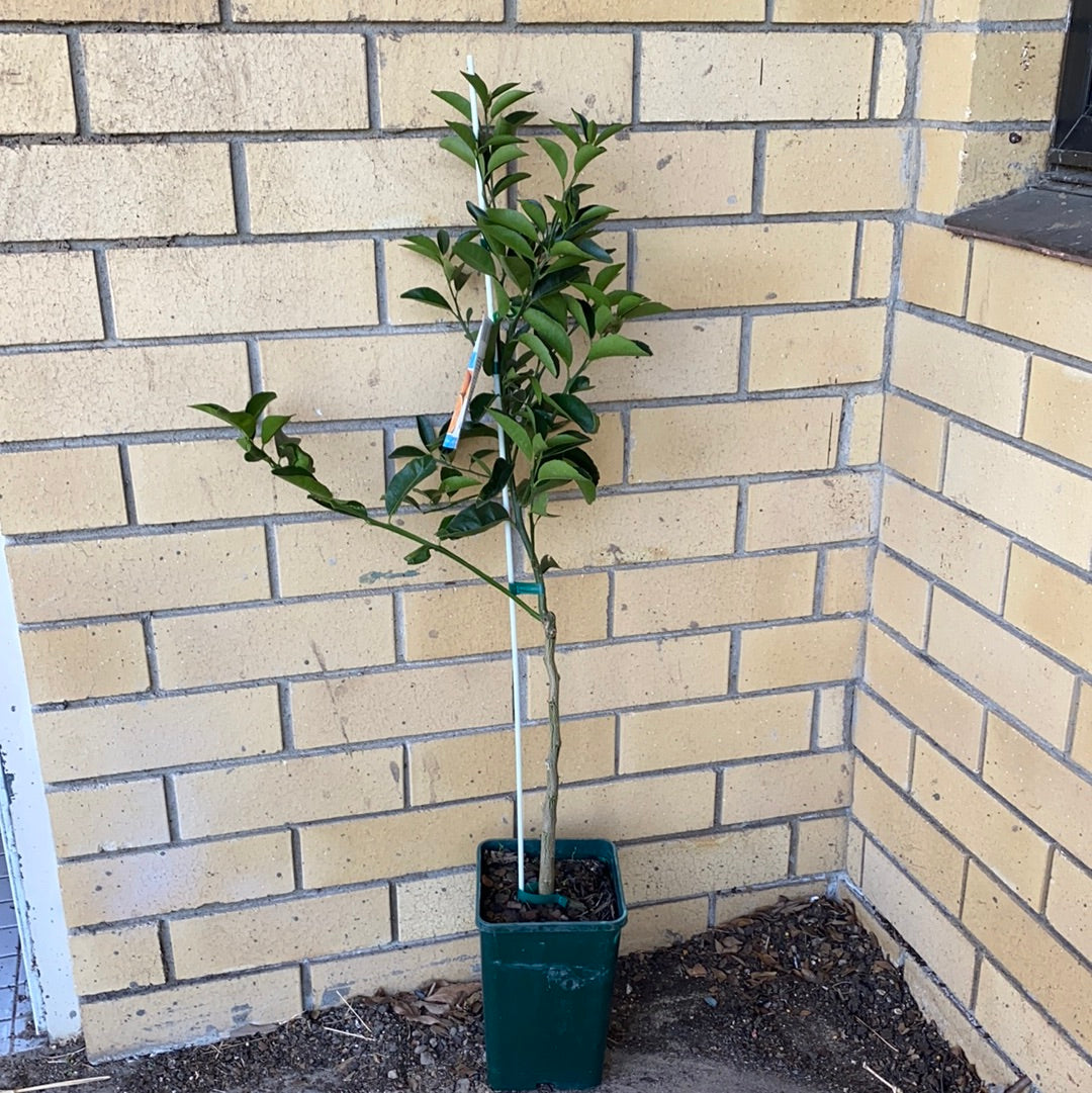 Mandarin - Afourer RESTRICTED TO QLD