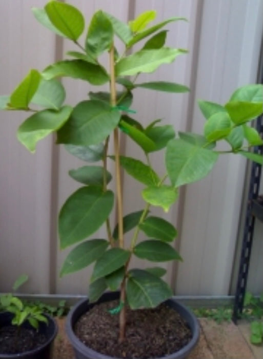 Wax Jambu - Pink