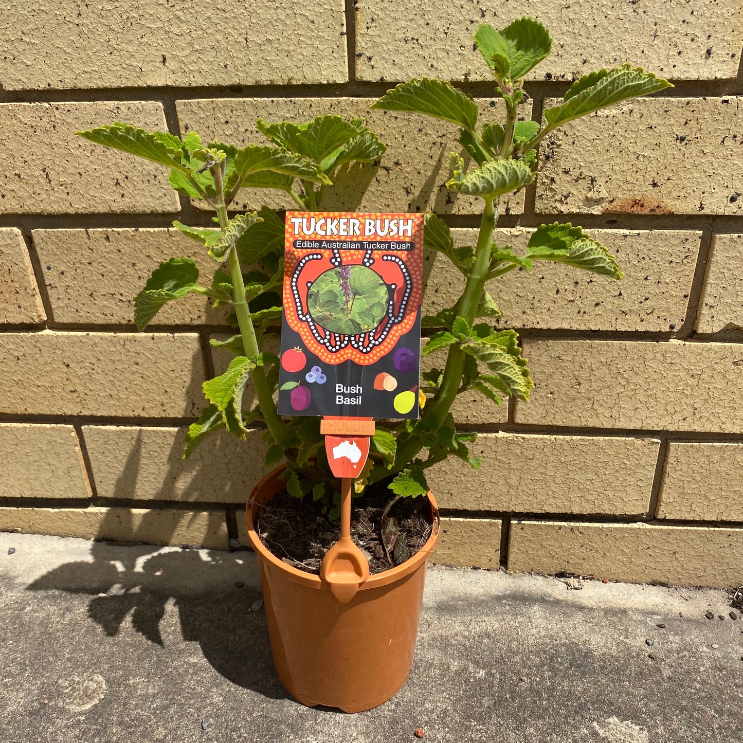 Bush Basil