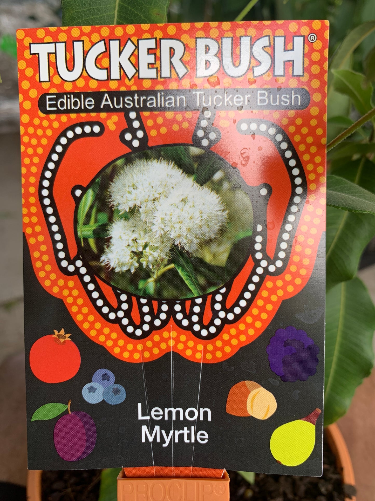 Lemon Myrtle