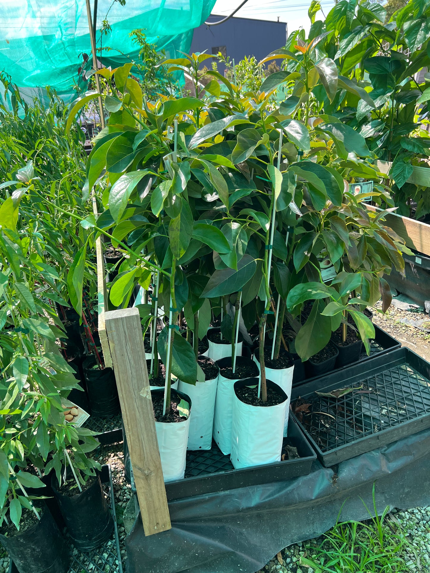 Avocado - Linda (XLarge)