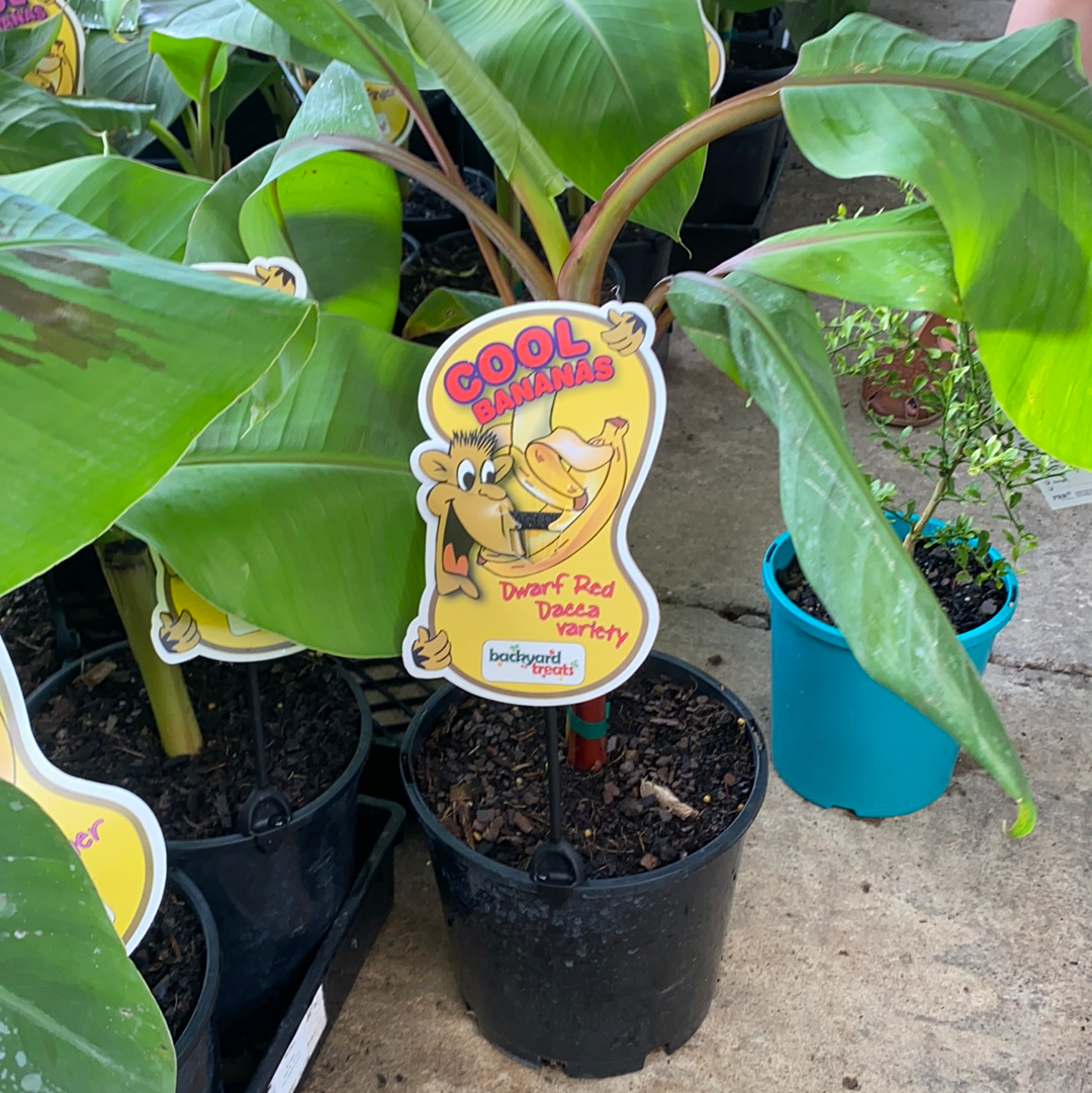Dwarf Red Dacca Banana: S.E. QLD ONLY