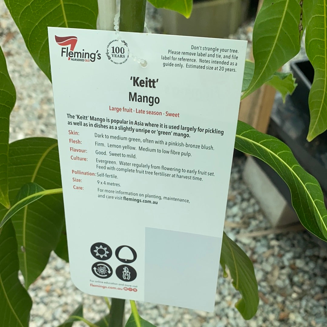 Mango - Keitt