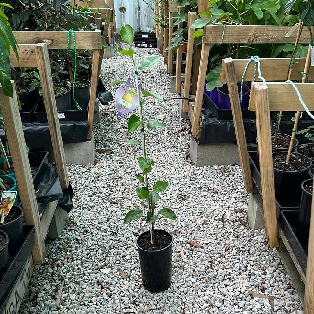 Pear - Tropical Bonza