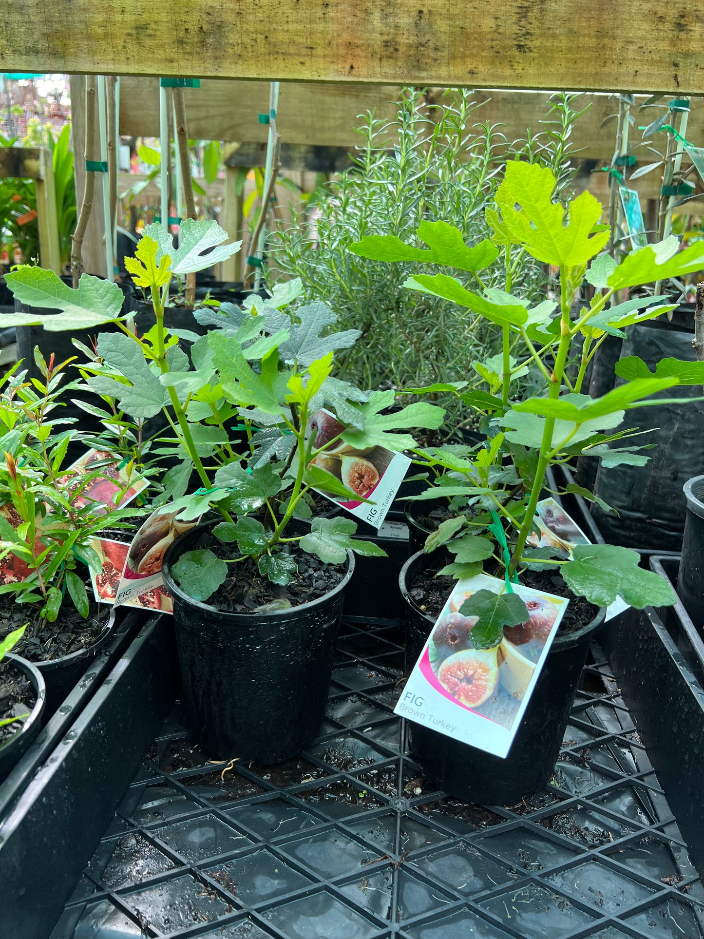 Fig - Brown Turkey (small)