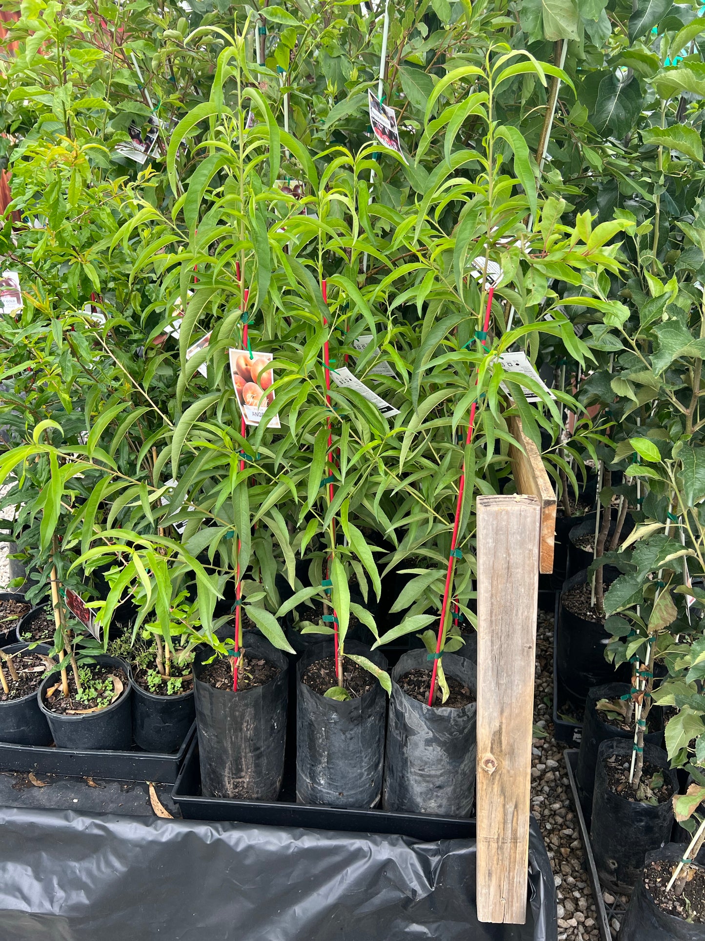 Peach - Subtropical Angel