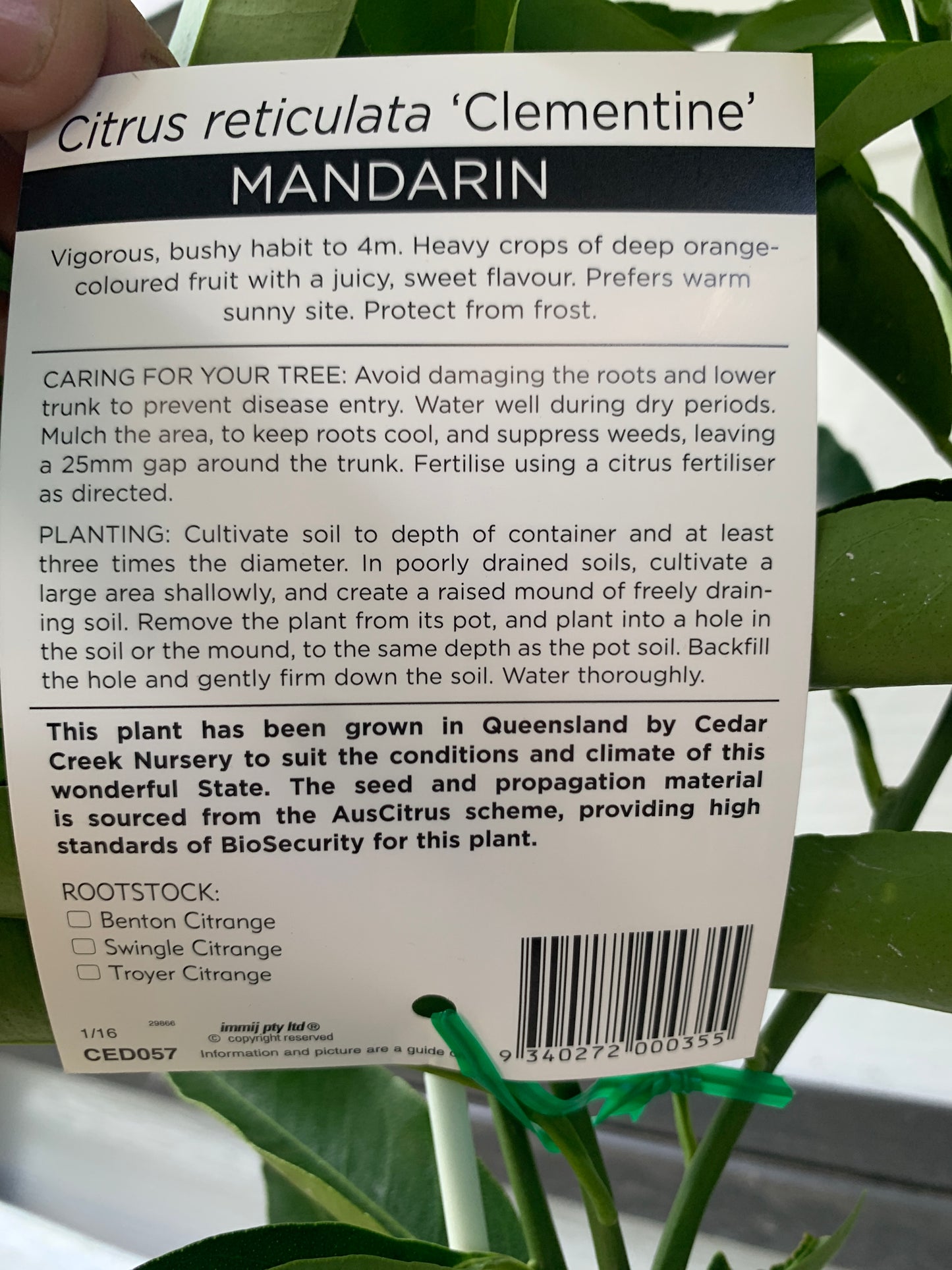 Mandarin - Clementine: RESTRICTED TO QLD