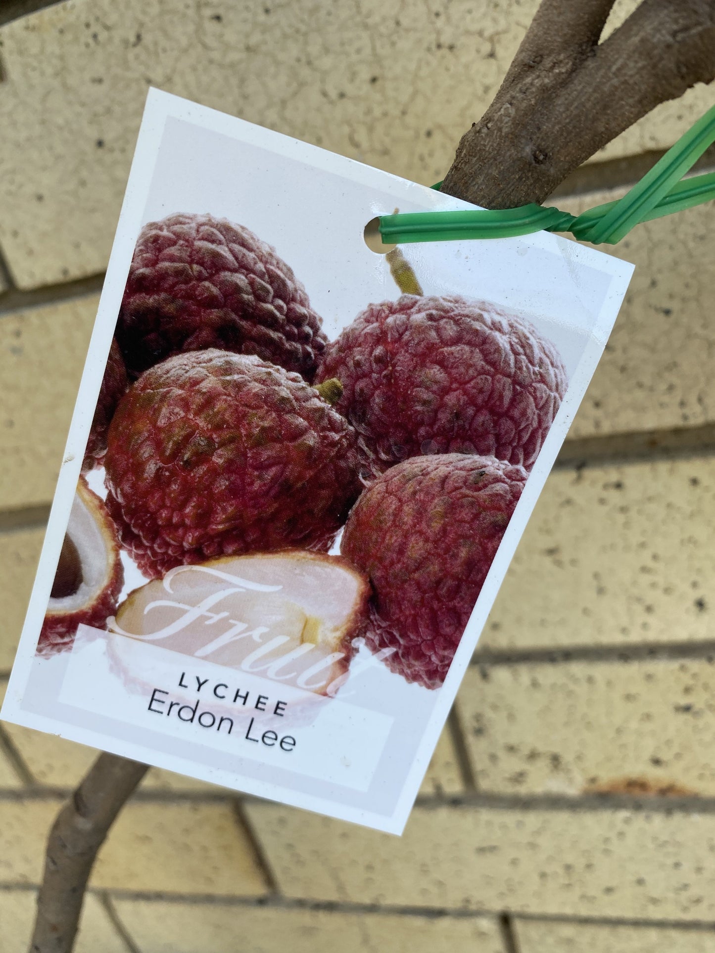 Semi Dwarf Lychee - Erdon Lee