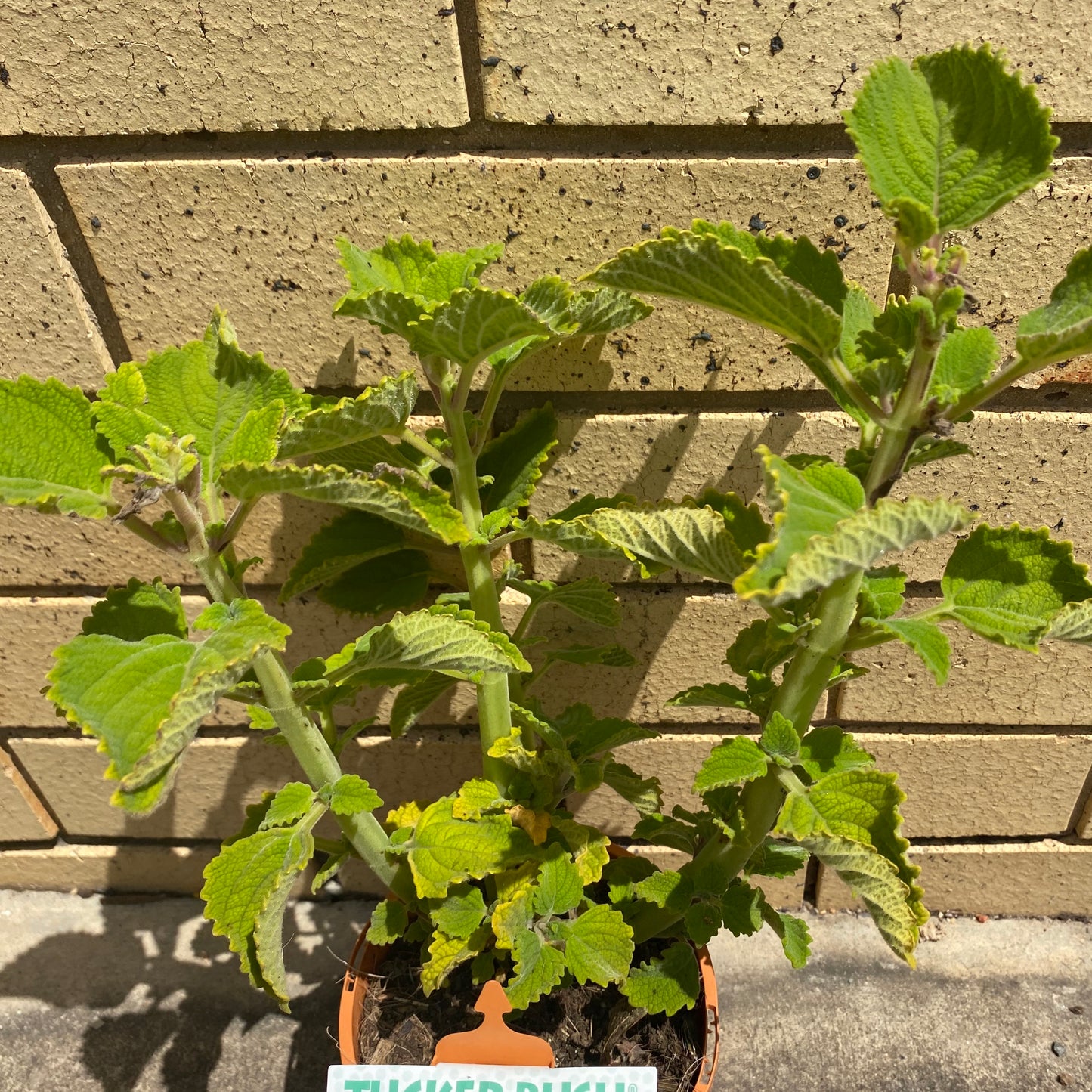 Bush Basil