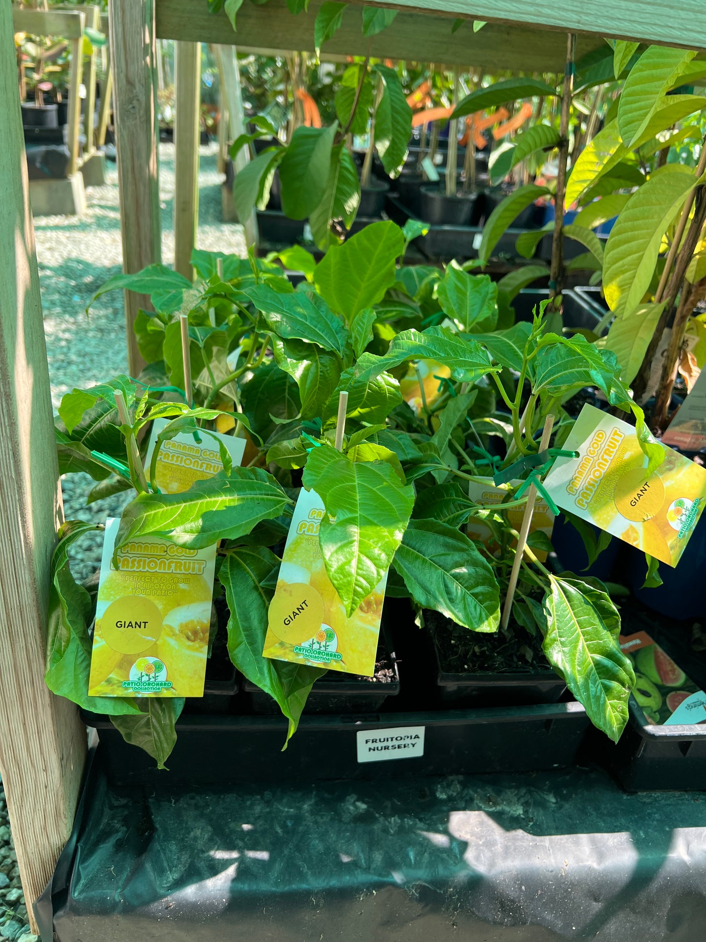 Passionfruit - Panama Gold Giant