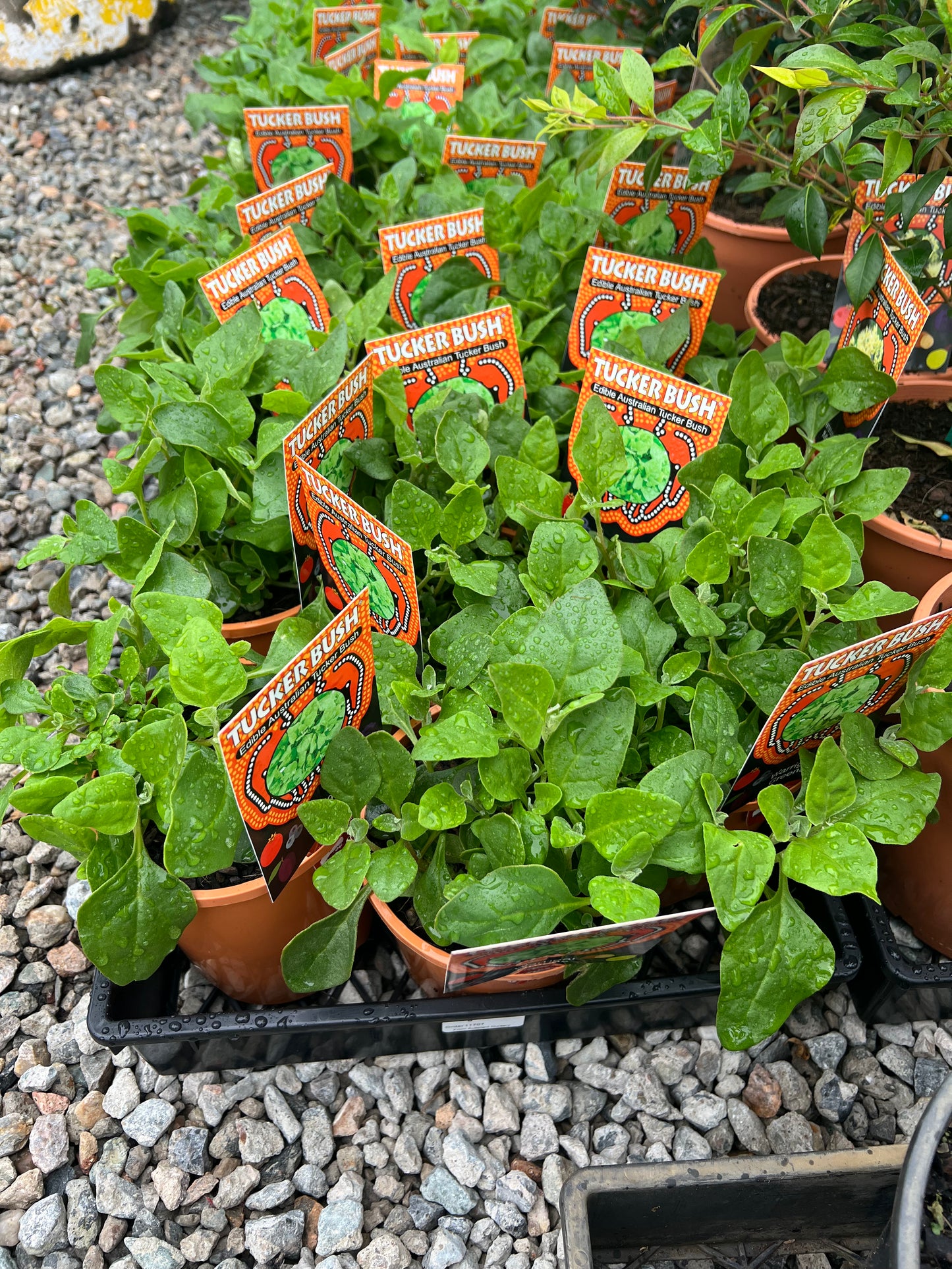 Warrigal Greens
