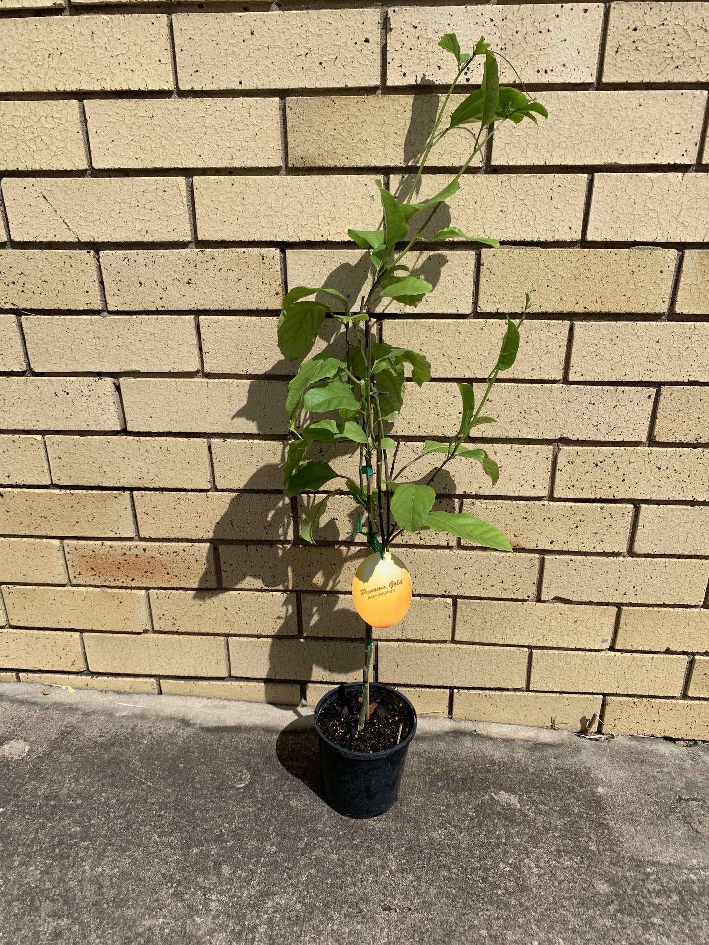 Passionfruit - Panama Gold