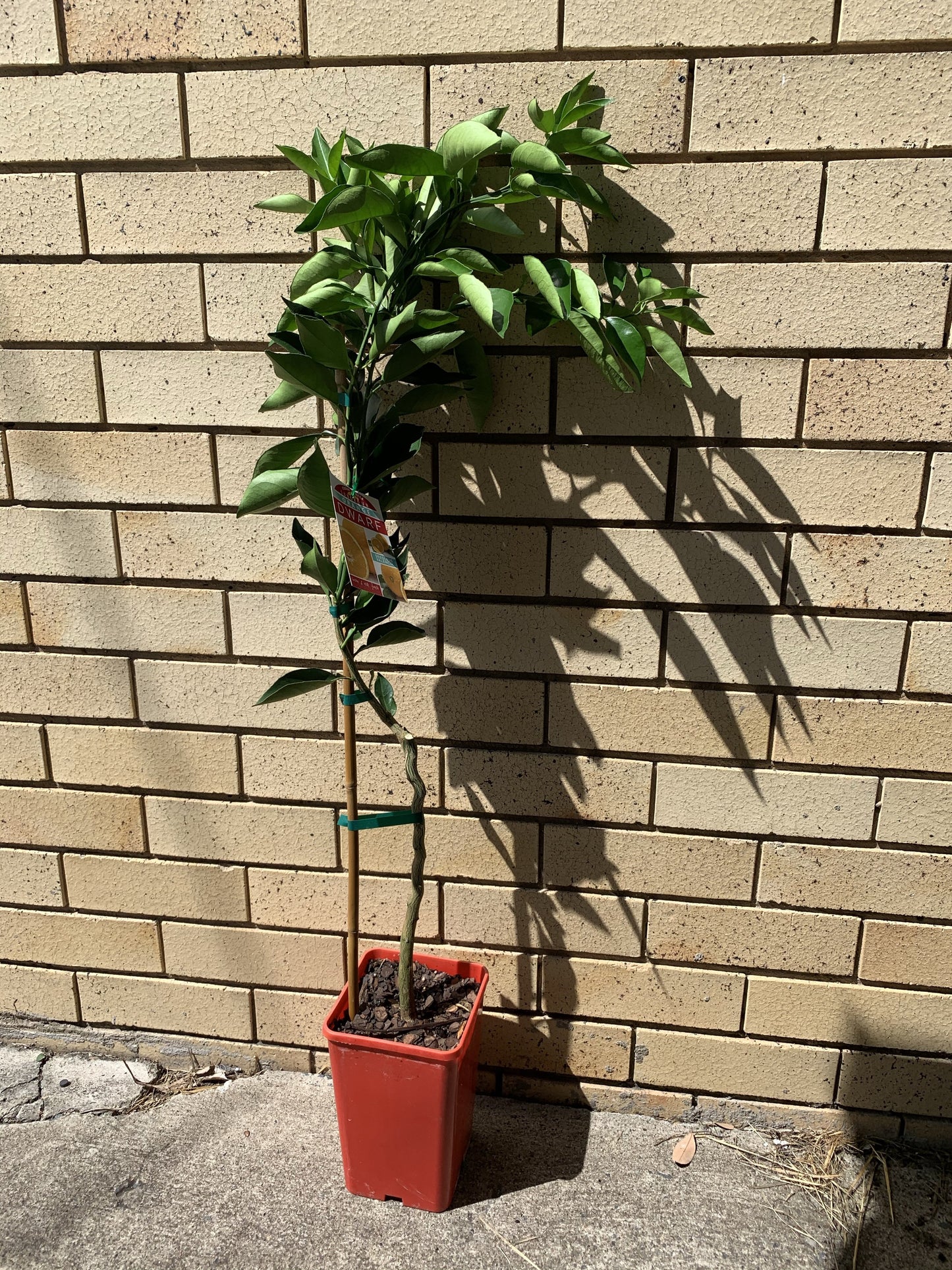 Dwarf Orange- Pineapple RESTRICTED TO QLD