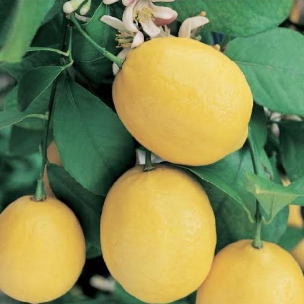 Lemon - Meyer