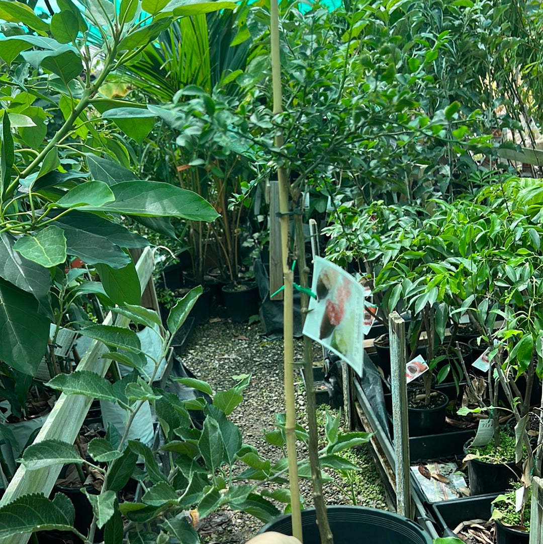 Finger Lime - Emerald Green RESTRICTED TO QLD