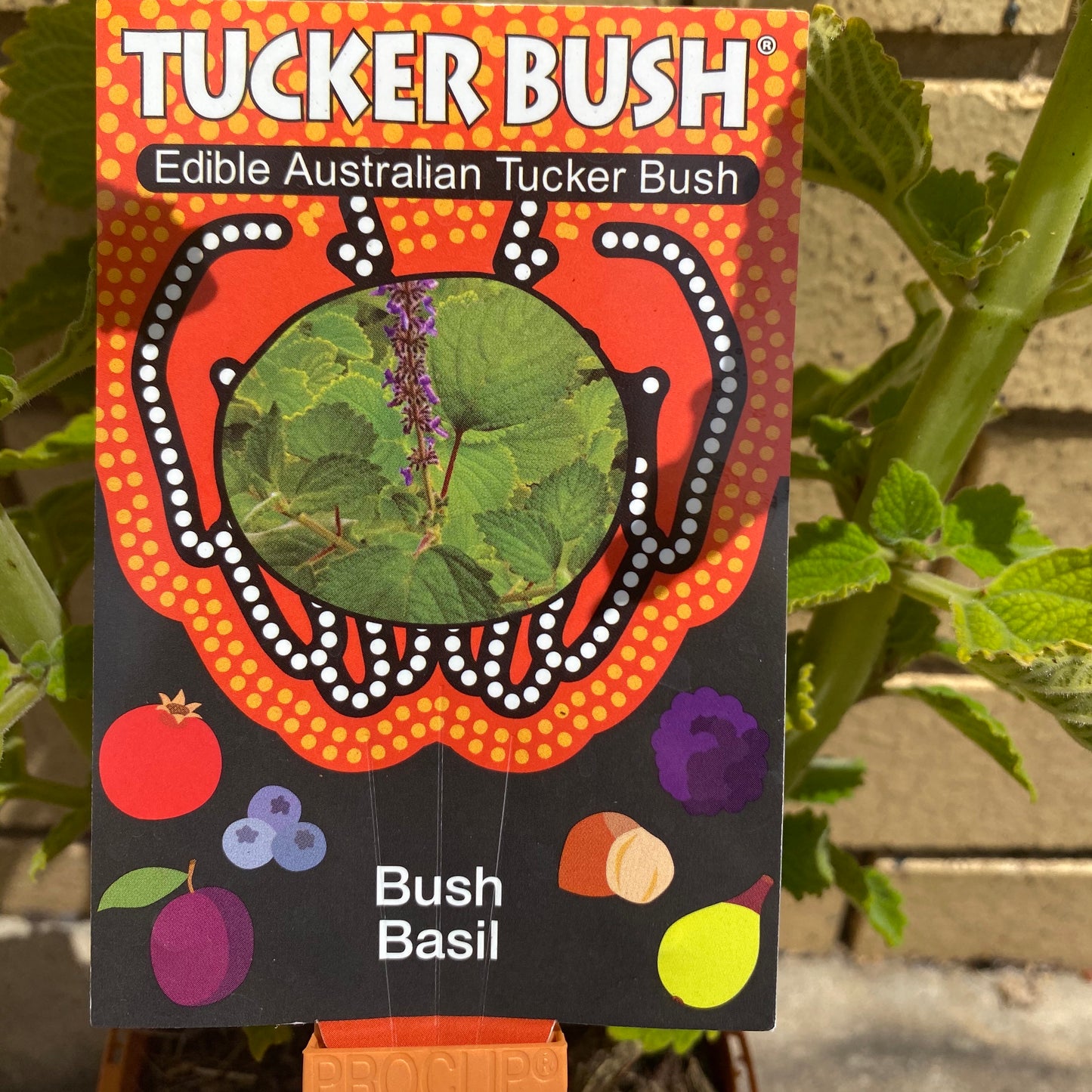 Bush Basil