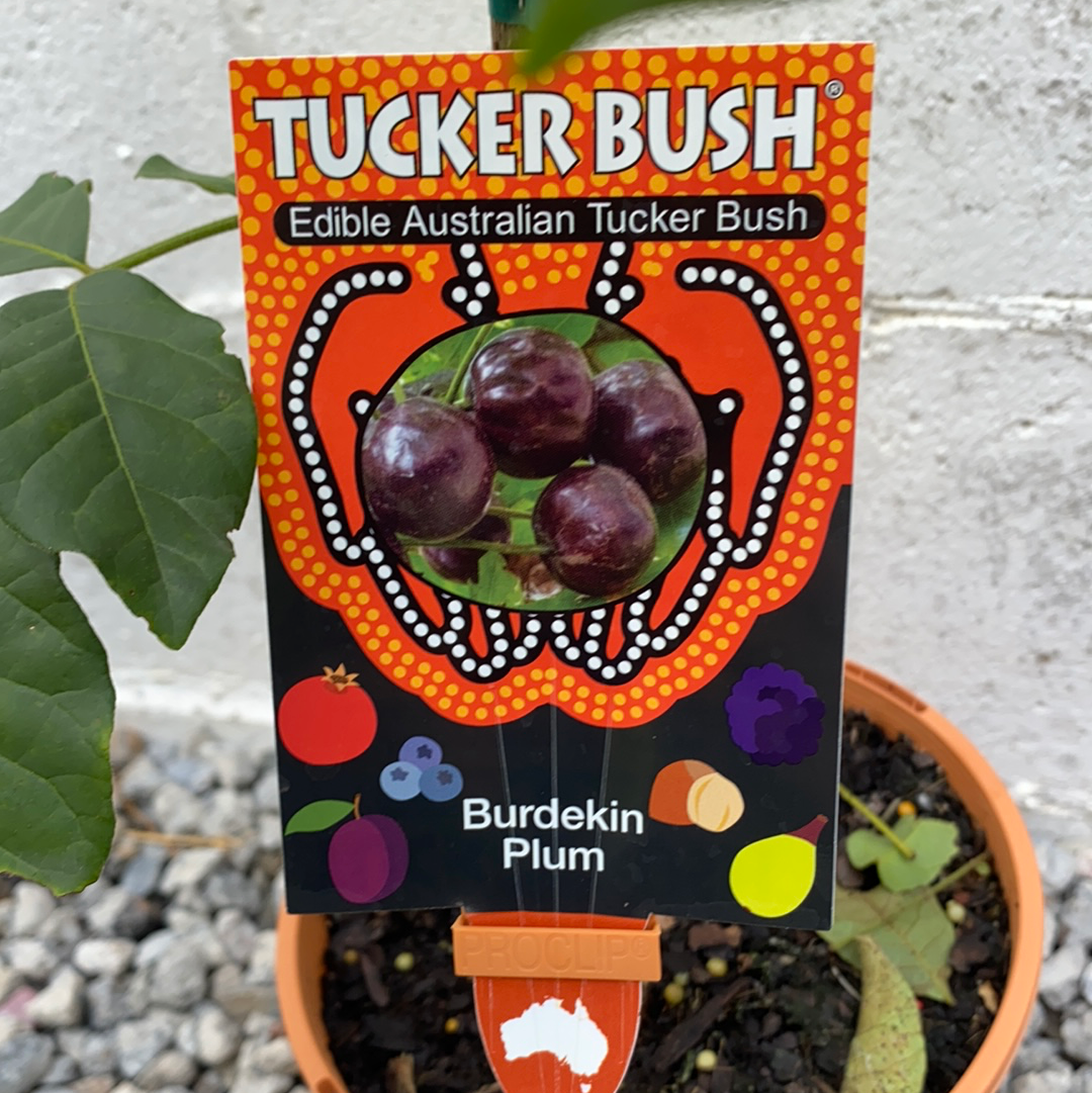 Burdekin Plum
